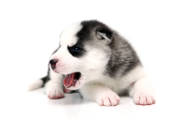 Adorable Siberian Husky Puppy White Background — Stock Photo, Image