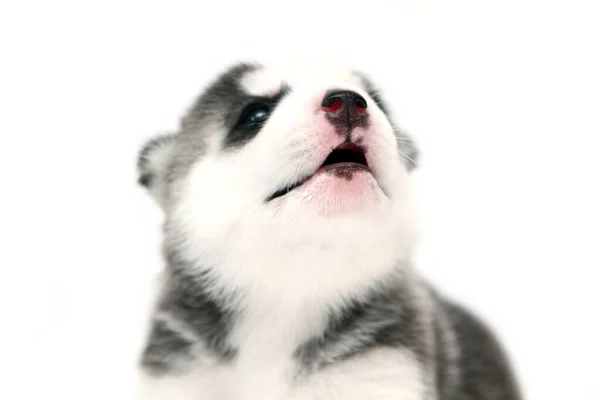 Adorable Chiot Husky Sibérien Sur Fond Blanc — Photo