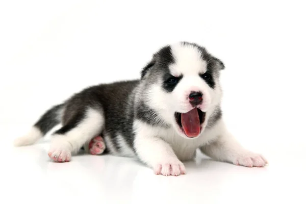 Adorable Siberian Husky Puppy White Background — Stock Photo, Image