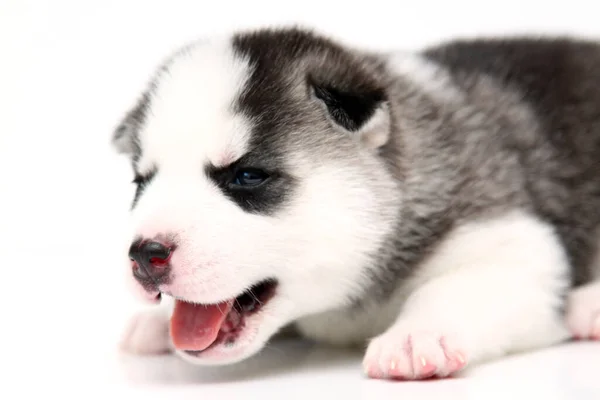 Adorable Cachorro Husky Siberiano Sobre Fondo Blanco —  Fotos de Stock