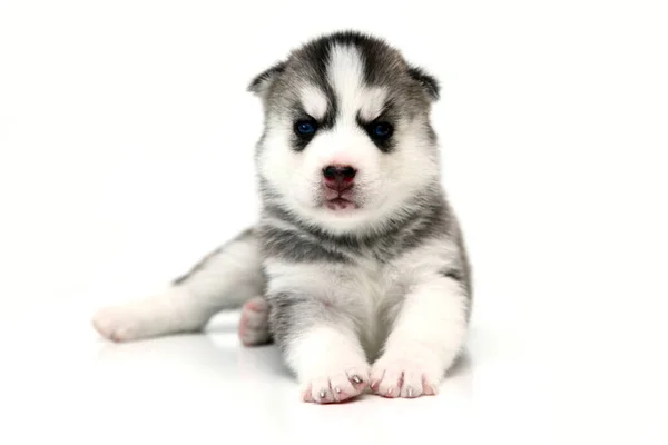 Adorable Siberian Husky Puppy White Background — Stock Photo, Image