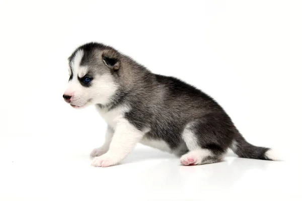 Adorável Siberian Husky Filhote Cachorro Fundo Branco — Fotografia de Stock