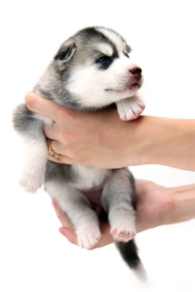 Mãos Segurando Adorável Cachorro Husky Siberiano Fundo Branco — Fotografia de Stock