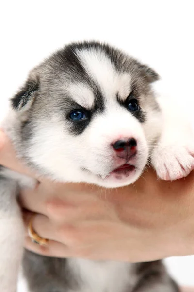 Mão Segurando Adorável Siberiano Husky Filhote Cachorro Fundo Branco — Fotografia de Stock