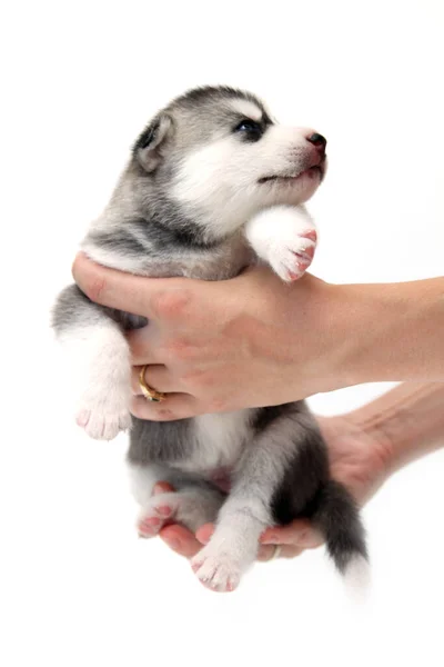 Mãos Segurando Adorável Cachorro Husky Siberiano Fundo Branco — Fotografia de Stock