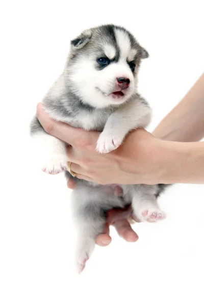 Tangan Memegang Manis Siberian Husky Anak Anjing Latar Belakang Putih — Stok Foto