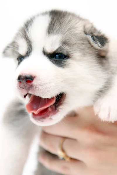 Beyaz Arka Planda Sevimli Sibirya Husky Köpek Yavrusuyla Ele Tutuşmak — Stok fotoğraf
