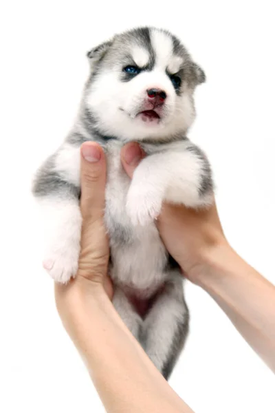 Mãos Segurando Adorável Cachorro Husky Siberiano Fundo Branco — Fotografia de Stock