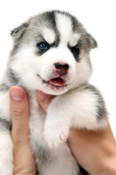 Hands Holding Adorable Siberian Husky Puppy White Background — Stock Photo, Image