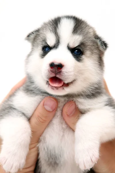 Manos Sosteniendo Adorable Cachorro Husky Siberiano Sobre Fondo Blanco — Foto de Stock