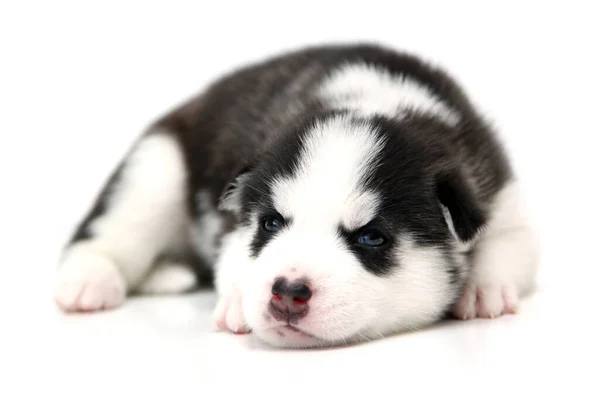 Adorable Cachorro Husky Siberiano Sobre Fondo Blanco — Foto de Stock