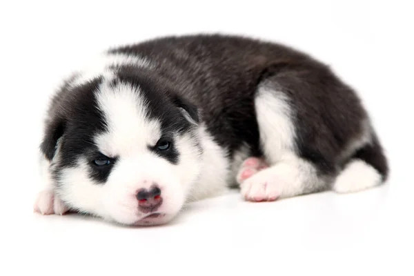 Adorabile Cucciolo Siberiano Husky Sfondo Bianco — Foto Stock