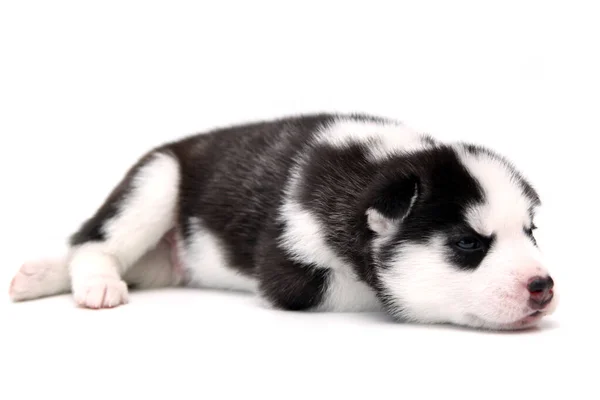 Adorable Cachorro Husky Siberiano Sobre Fondo Blanco — Foto de Stock