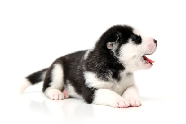 愛らしいシベリアハスキー子犬上の白い背景 — ストック写真