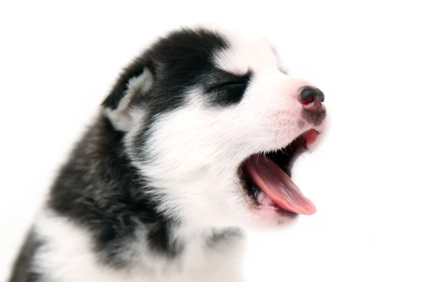 Adorable Siberian Husky Puppy White Background — Stock Photo, Image