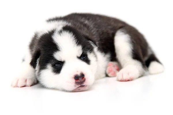 Adorable Chiot Husky Sibérien Sur Fond Blanc — Photo