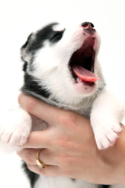 Mão Segurando Adorável Siberiano Husky Filhote Cachorro Fundo Branco — Fotografia de Stock