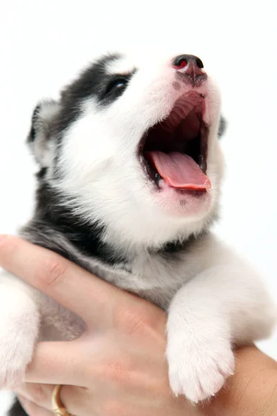 Mão Segurando Adorável Siberiano Husky Filhote Cachorro Fundo Branco — Fotografia de Stock