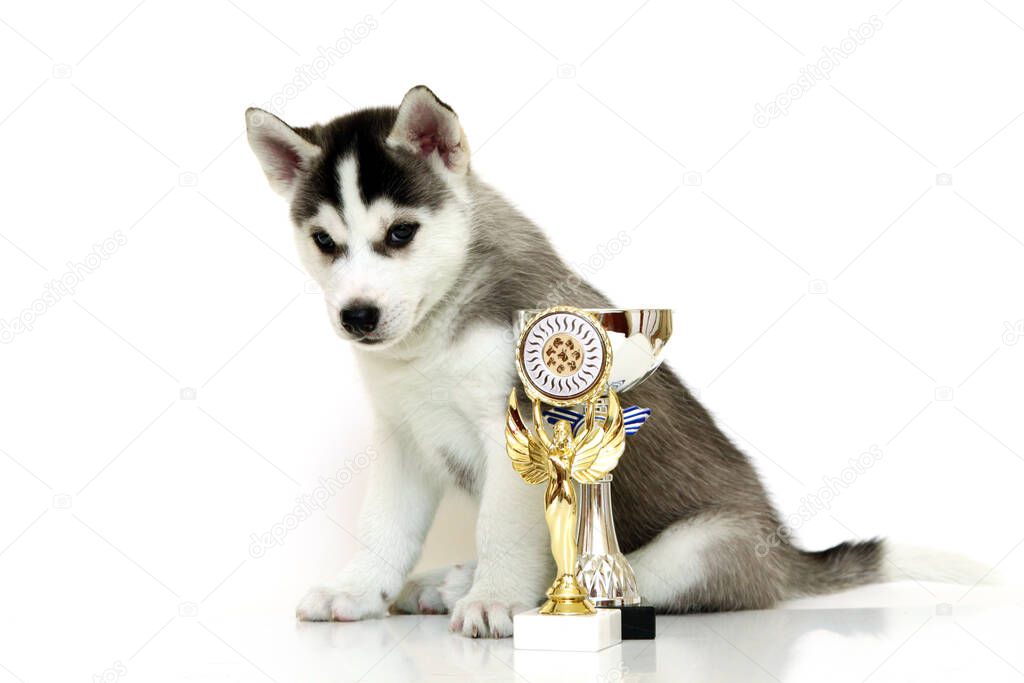 Adorable Siberian Husky puppy with awards on white background