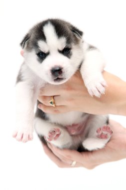 Beyaz arka planda sevimli Sibirya Husky köpek yavrusunu tutan eller