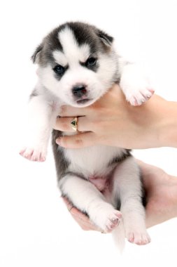 Beyaz arka planda sevimli Sibirya Husky köpek yavrusunu tutan eller