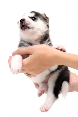 Beyaz arka planda sevimli Sibirya Husky köpek yavrusunu tutan eller