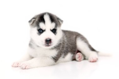 Beyaz arka planda sevimli Sibirya Husky köpeği