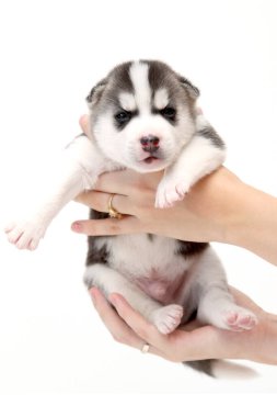 Beyaz arka planda sevimli Sibirya Husky köpek yavrusunu tutan eller