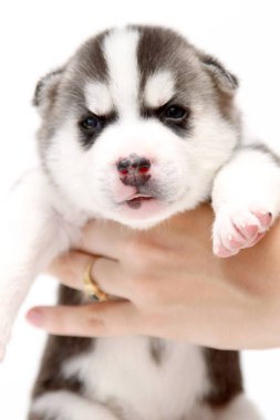 Beyaz arka planda sevimli Sibirya Husky köpek yavrusuyla el ele tutuşmak
