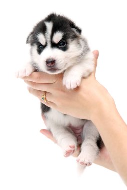 Beyaz arka planda sevimli Sibirya Husky köpek yavrusunu tutan eller