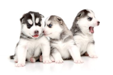 Beyaz arka planda sevimli Sibirya Husky yavruları