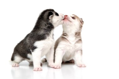 Beyaz arka planda sevimli Sibirya Husky yavruları