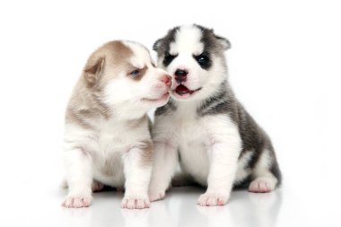 Beyaz arka planda sevimli Sibirya Husky yavruları