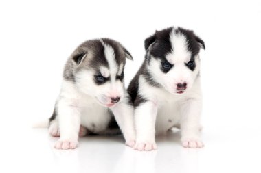 Beyaz arka planda sevimli Sibirya Husky yavruları