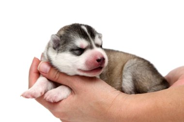 Beyaz arka planda sevimli Sibirya Husky köpek yavrusuyla el ele tutuşmak