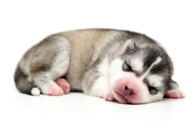 Beyaz arka planda sevimli Sibirya Husky köpeği