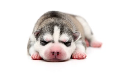 Beyaz arka planda sevimli Sibirya Husky köpeği