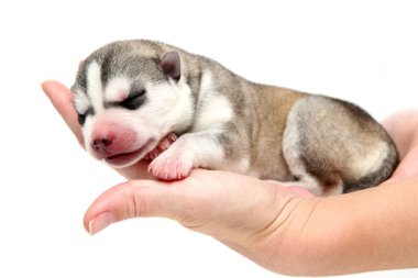 Beyaz arka planda sevimli Sibirya Husky köpek yavrusuyla el ele tutuşmak