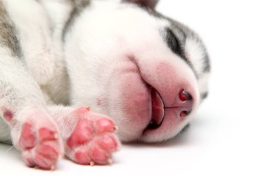 Beyaz arka planda sevimli Sibirya Husky köpeği