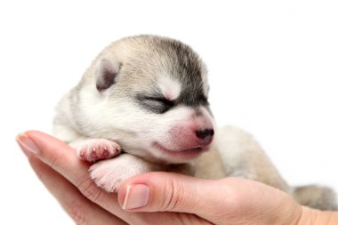 Beyaz arka planda sevimli Sibirya Husky köpek yavrusuyla el ele tutuşmak