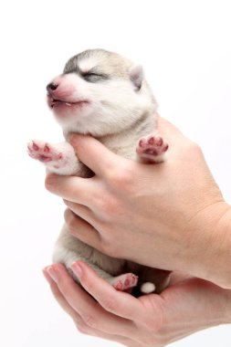 Beyaz arka planda sevimli Sibirya Husky köpek yavrusunu tutan eller