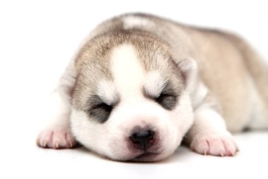 Beyaz arka planda sevimli Sibirya Husky köpeği