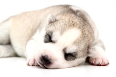 Beyaz arka planda sevimli Sibirya Husky köpeği