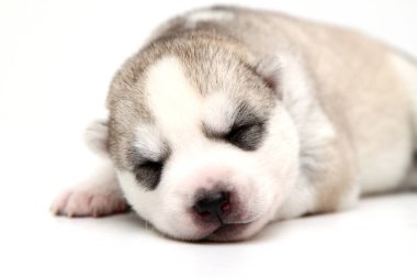 Beyaz arka planda sevimli Sibirya Husky köpeği