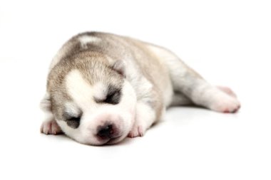 Beyaz arka planda sevimli Sibirya Husky köpeği