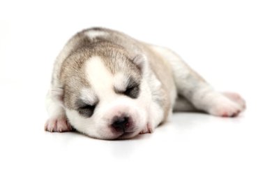 Beyaz arka planda sevimli Sibirya Husky köpeği