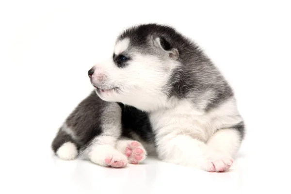 Entzückender Siberian Husky Welpe Auf Weißem Hintergrund — Stockfoto