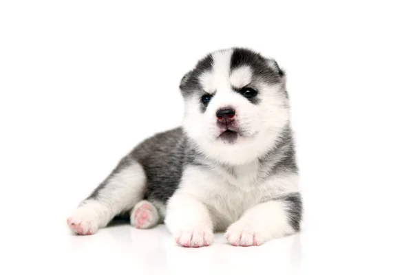 Adorable Cachorro Husky Siberiano Sobre Fondo Blanco —  Fotos de Stock