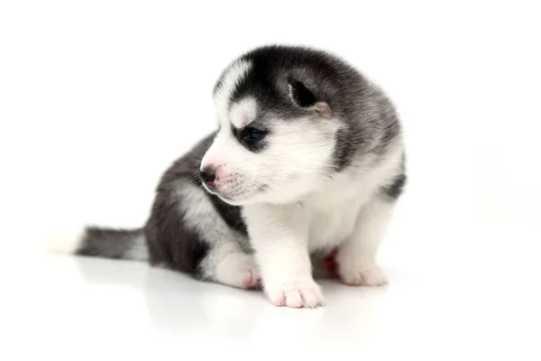 Adorável Siberian Husky Filhote Cachorro Fundo Branco — Fotografia de Stock