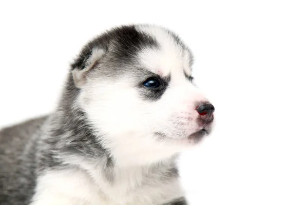 Anjing Husky Siberia Yang Manis Dengan Latar Belakang Putih — Stok Foto